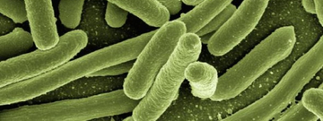 Conoce las bacterias que habitan tu piel